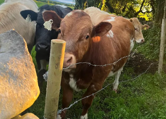 公寓 Andis Meadow 戈尔韦